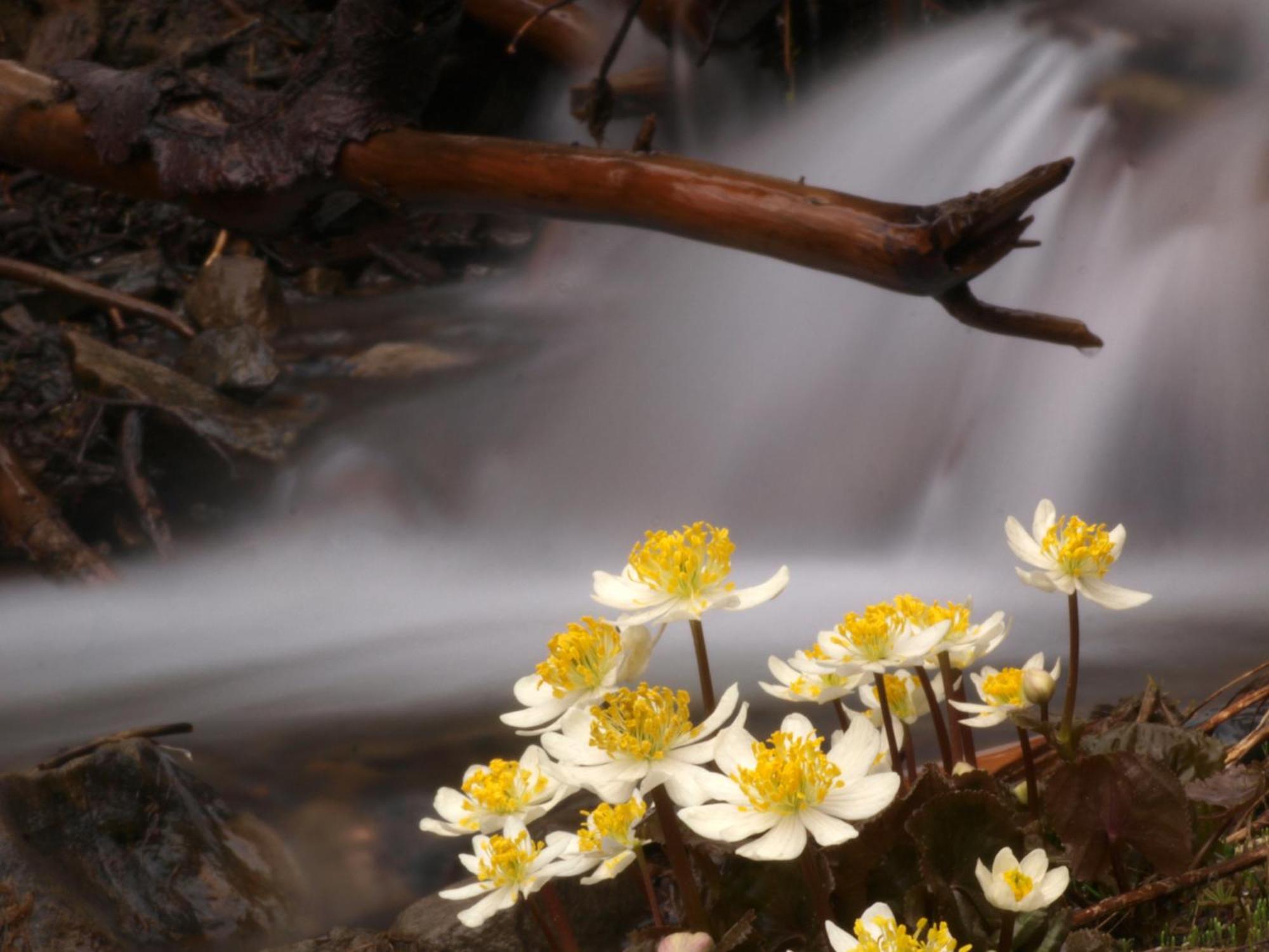Sol Duc Hot Springs Resort Ovington Εξωτερικό φωτογραφία